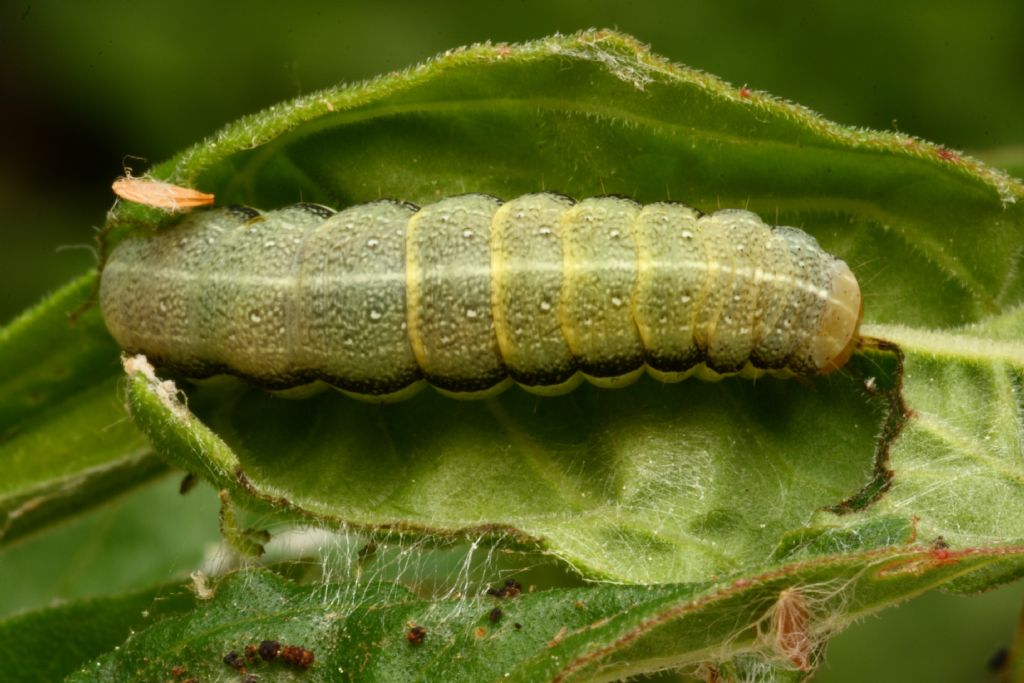 Bruco di... Orthosia gracilis (Noctuidae)